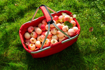 Red basket full of fresh apples from the garden. Autumn day.