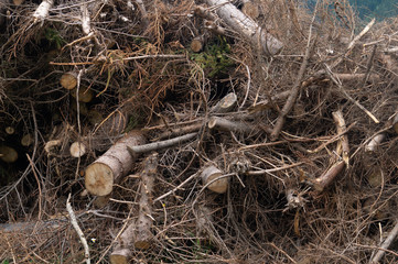 Pile of sawn dry tree branches
