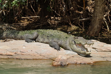 The hungry Crocodile waiting for its food 