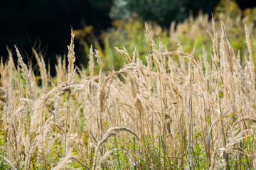 polna trawa © Mariusz Sowula