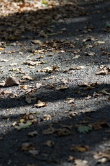 Automne 