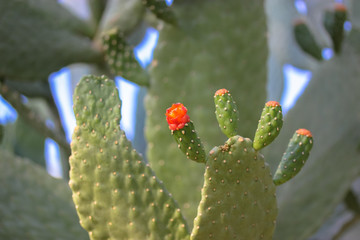 Blooming cactus