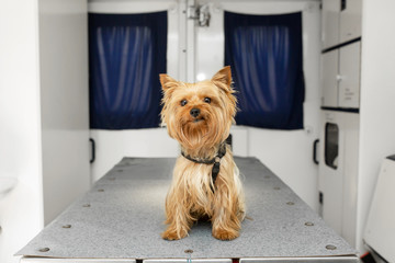 Little fun doggy yorkshire terrier posing on manipulation table inside pet ambulance car. Veterinary clinic promotion.