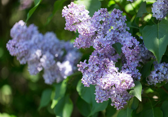 Obraz premium Bright lilac flowers close up on a Sunny spring day in a city Park. Moscow, Russia