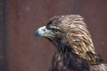 Raubvogel