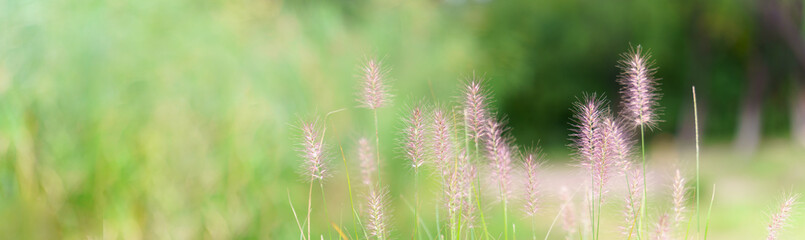 Obraz premium panorama view of wild grass flower on green bokeh.
