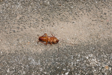 Top view dead body of cockroach on ground with turning face up