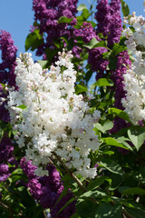 Fototapeta premium Bright lilac flowers close up on a Sunny spring day in a city Park. Moscow, Russia