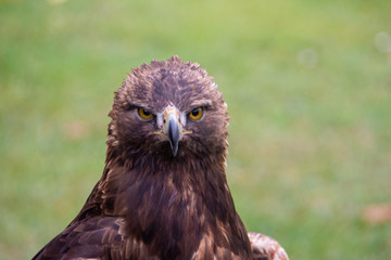 Raubvogel
