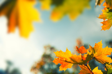 Yellow autumn maple leaves in a forest against the sky. Selective focus, vintage filter. Beautiful autumn nature background