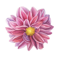 Сloseup pink Dahlia flower. Watercolor hand drawn painting illustration isolated on white background.