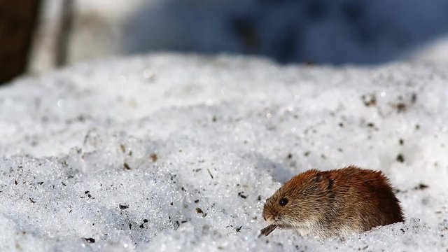 Mouse Common Vole (Microtus arvalis) found a seed in the snow and eats it