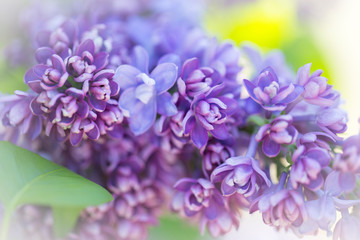 Bright lilac flowers close up on a Sunny spring day in a city Park. Moscow, Russia