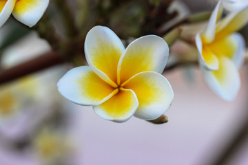Beautiful plumeria flower