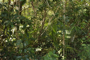 Fototapeta premium jungle Maya