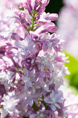 Obraz premium Bright lilac flowers close up on a Sunny spring day in a city Park. Moscow, Russia