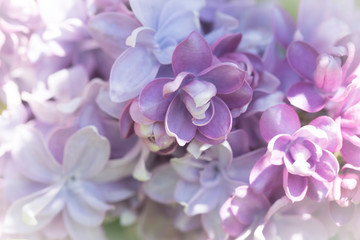 Naklejka na ściany i meble Bright lilac flowers close up on a Sunny spring day in a city Park. Moscow, Russia