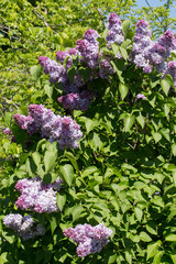 lilac bushes in the city garden on a Sunny spring day