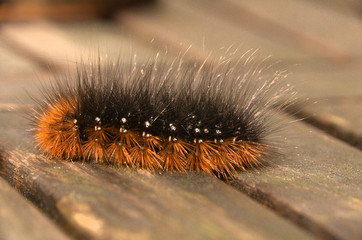Hairy moth caterpillar in Tuscan garden