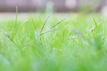 Green grass in the afternoon