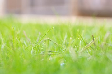 Green grass in the afternoon