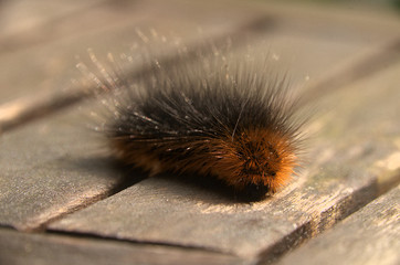 Hairy moth caterpillar in Tuscan garden