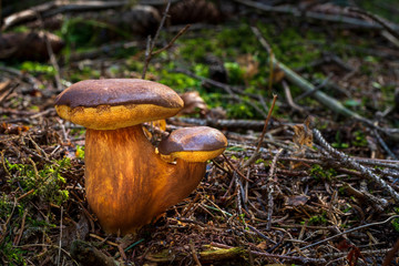 Bay Bolete Mushroom (Imleria badia) in the forest