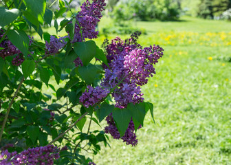 lilac bushes in the city garden on a Sunny spring day