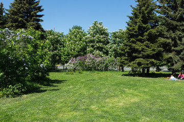 Fototapeta na wymiar lilac bushes in the city garden on a Sunny spring day