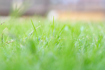 Green grass in the afternoon