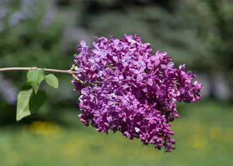 Obraz premium Purple flowering lilac bushes on a Sunny spring day in a city Park. Moscow, Russia