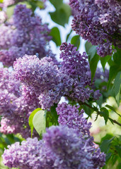 Obraz premium Purple flowering lilac bushes on a Sunny spring day in a city Park. Moscow, Russia