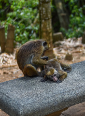 Monkey Forest, Bali, Indoesia