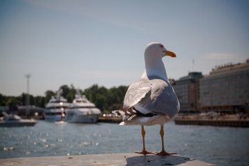 Sea gull