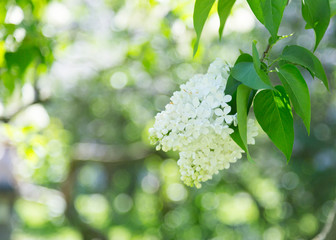 Bushes of white blooming lilac on a Sunny spring day in the city Park. Moscow, Russia