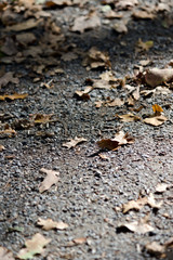 Automne 
