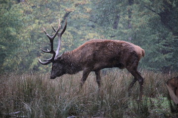 Cerf pluie