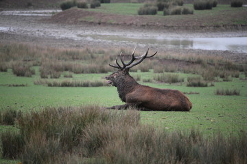 Cerf