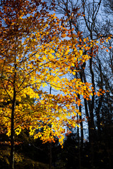 Fototapeta na wymiar Colorful autumn leaves, close up, vertical