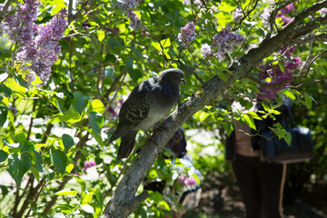 pigeon