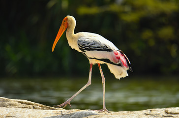 Standing Tall Painted Stork