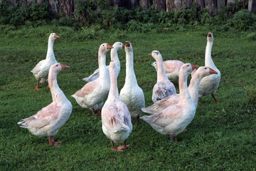Obraz premium Domestics geese in the village