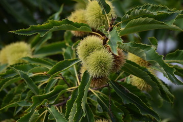 sweet Chestnut