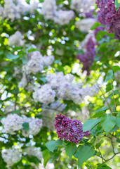 Blossoming lilac trees in the Moscow city garden