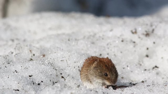Common Vole (Microtus arvalis) eats a sunflower seed while sitting in a snow