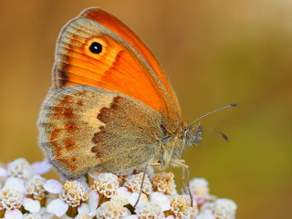 Wiesenvögelchen