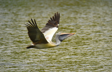 Pelican Flying over the Water