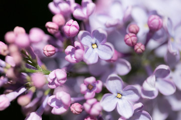 Naklejka na ściany i meble Delicate pink lilac flowers macro close - up in soft focus on blurred background. Botanical pattern.