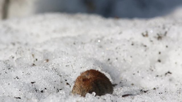 Common Vole (Microtus arvalis) is looking for food on the snow, finds it and chews it