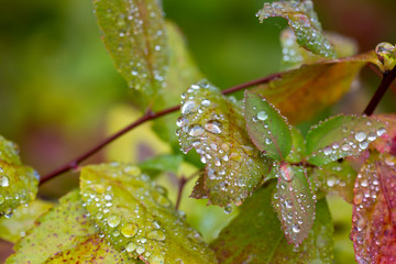 Colourful leaves with water droplets. Autumn day after the rain. Macro shot from foliage and water droplet.